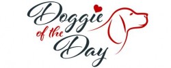 Doggie of the Day